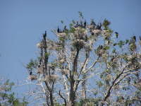 Viele Kormorane auf Bumen